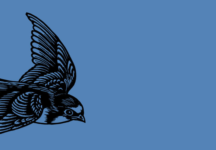 illustration of a bird in flight