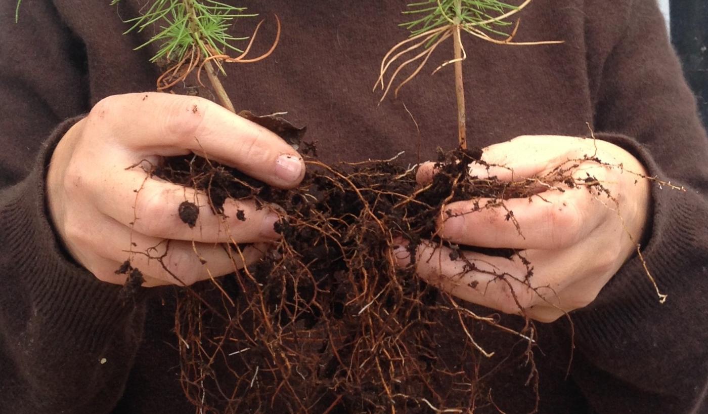 roots and earth in hands
