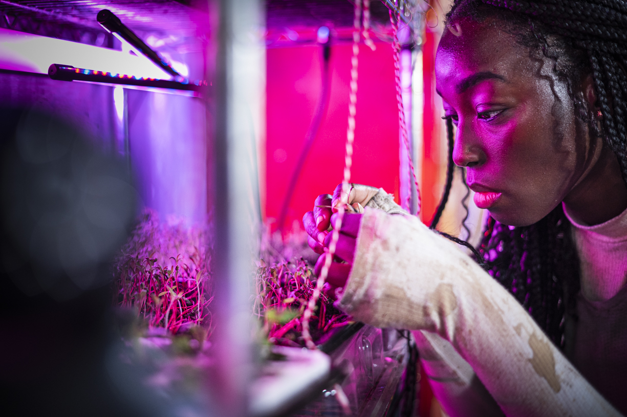 A person tends to seedlings under a grow light